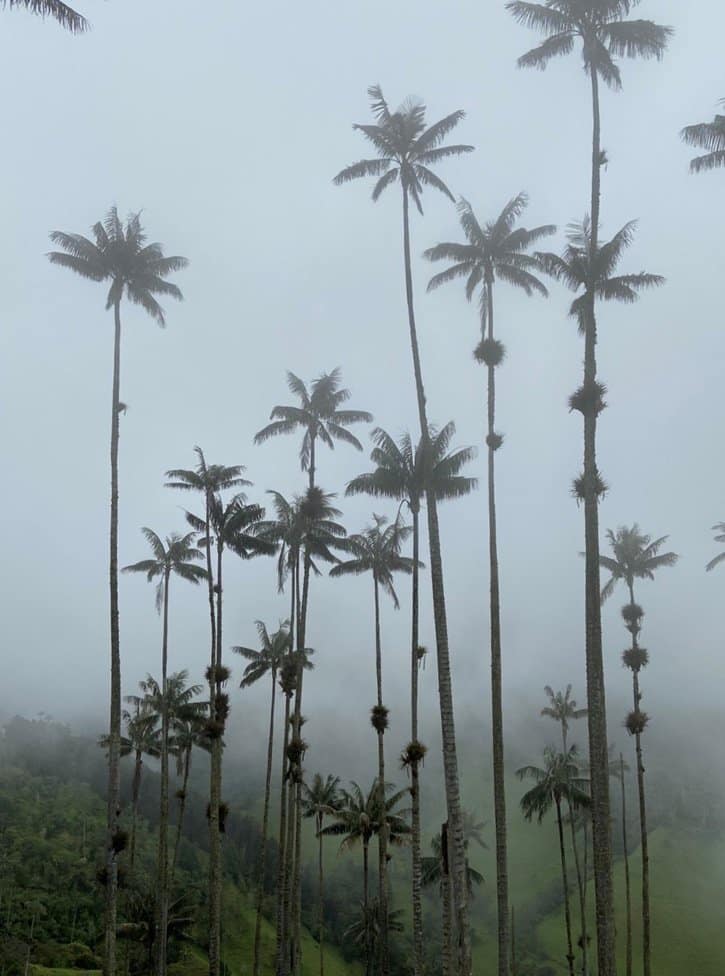 Colombia Cocora Valley