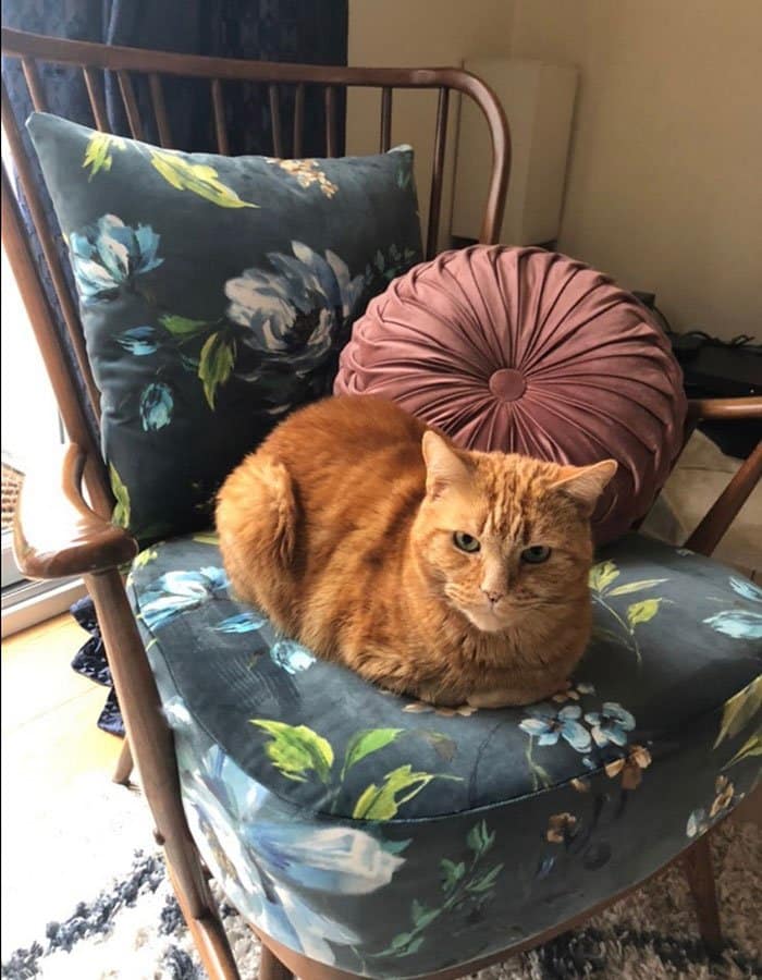 Cat sat on floral patterned chair
