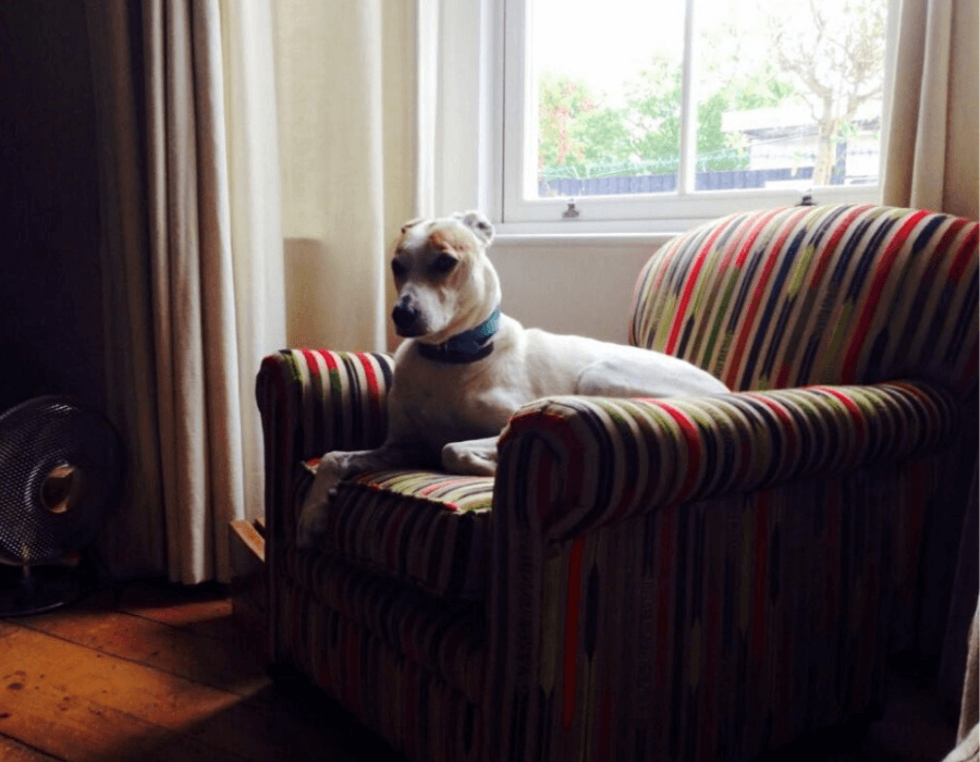 Dog sits in antique chair upholstered in Sanderson Kandinsky fabric