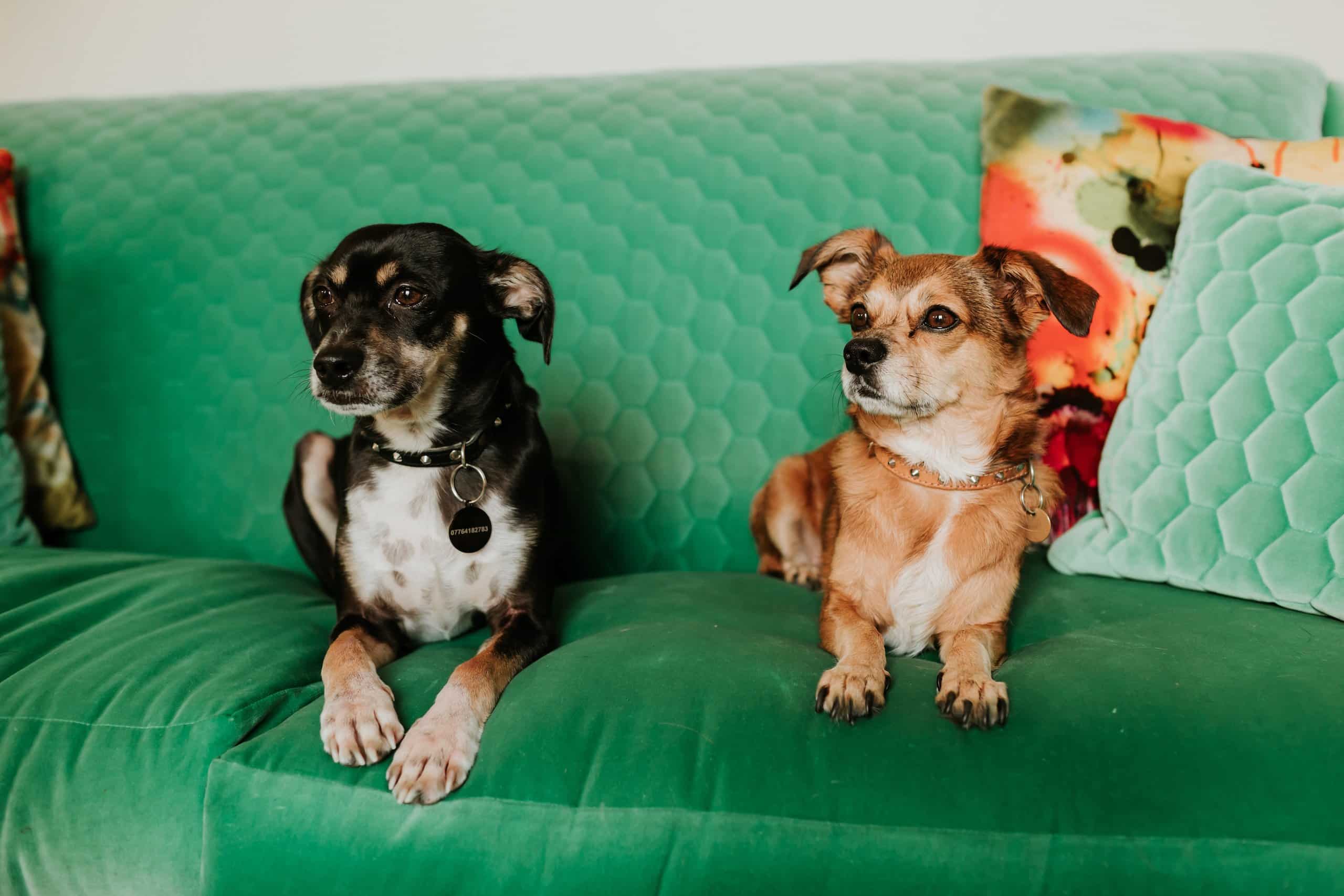 Rescue Dogs – Vintique Upholstery two small dogs on a green velvet reupholstered sofa.