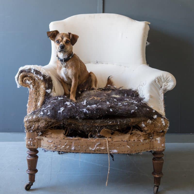 small dog sitting on a partially stripped chair in need of upholstery