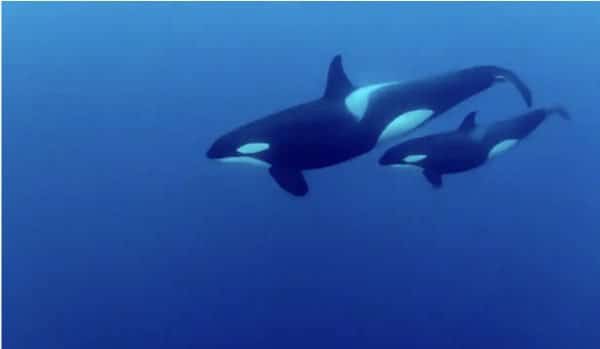 Orcas that are being affected by toxic chemicals. Link to Guardian artilce