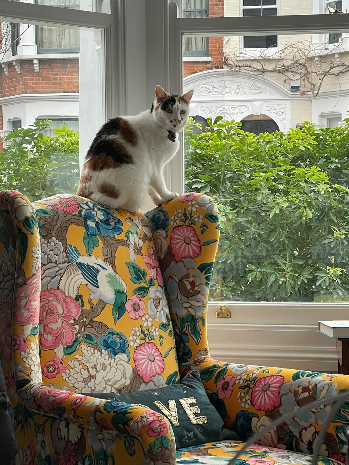 A cat sat on a beautifully reupholstered chair