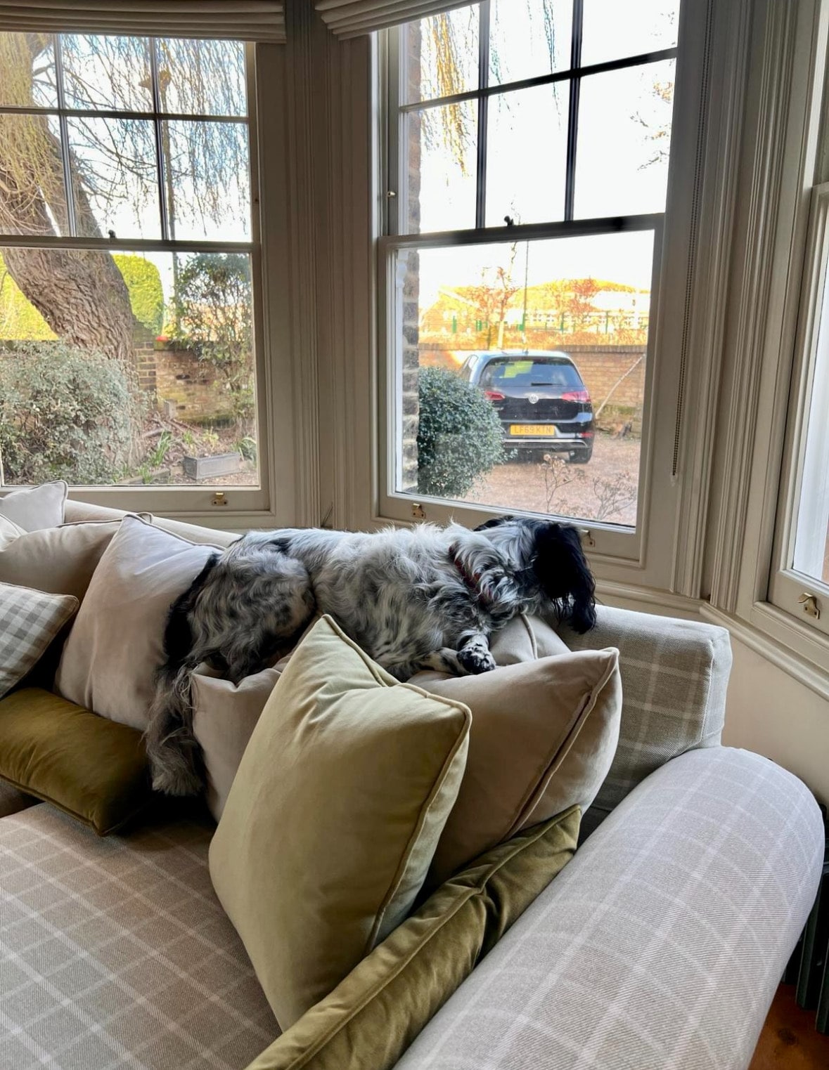 A dog lounging on a reupholstered sofa with a back cap for protection