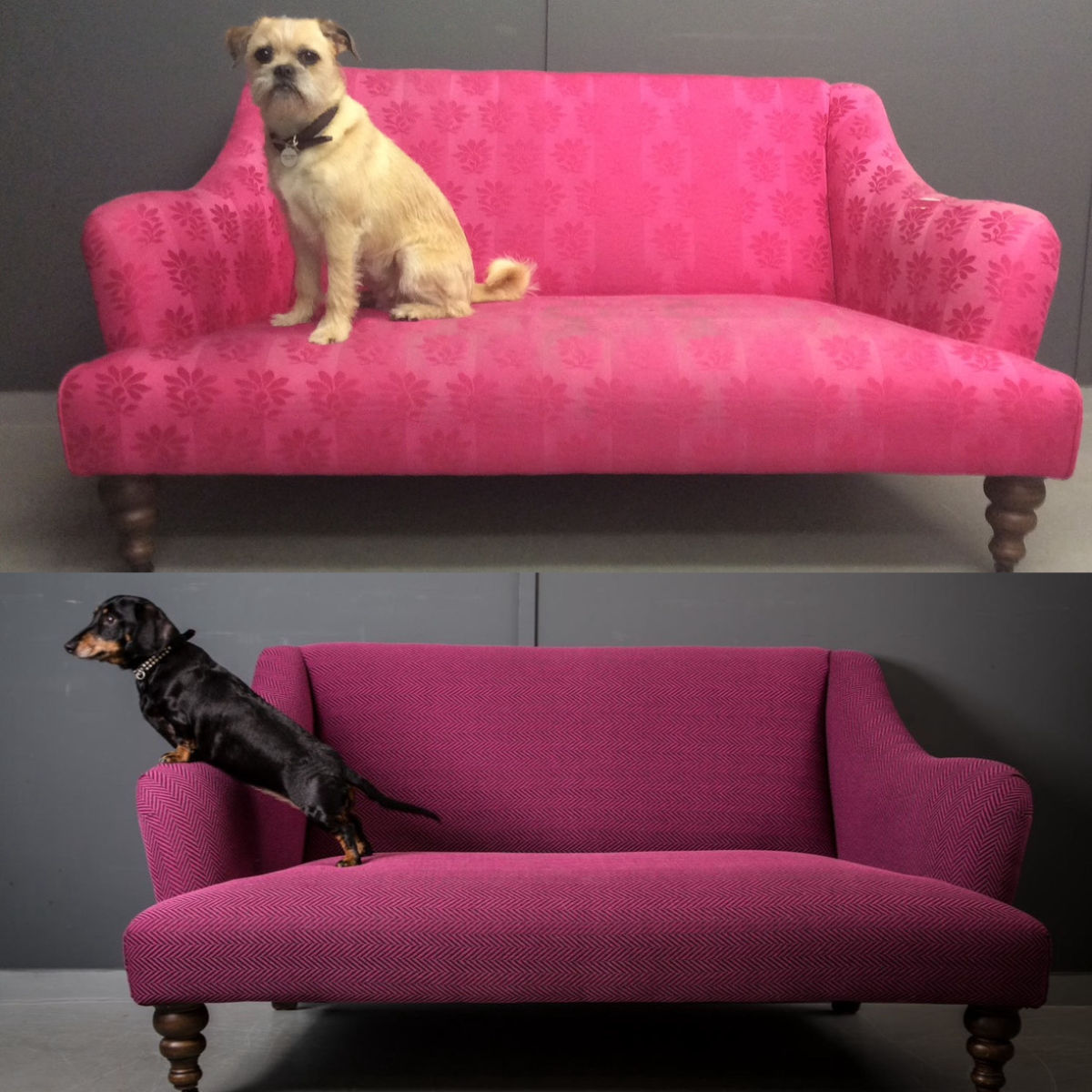 Before and after of a dog on a sofa that has been reupholstered
