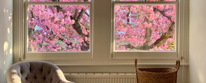 View of blossom tree from bedroom window - Charlotte Bland photography