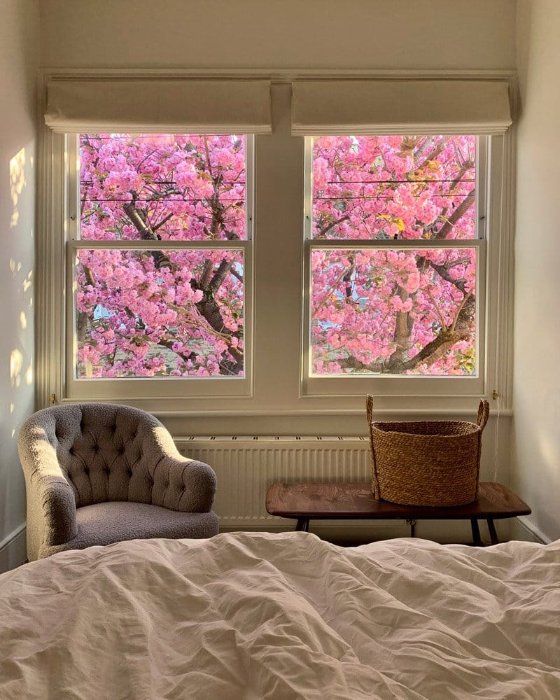 View of blossom tree from bedroom window - Charlotte Bland photography