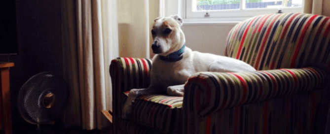One of the reupholstery projects completed while living with Lupus an armchair covered in a stripe fabric