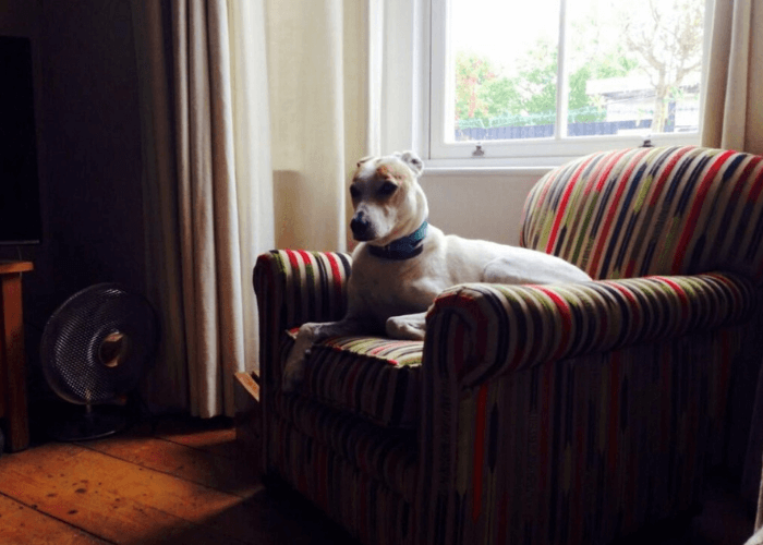 One of the reupholstery projects completed while living with Lupus an armchair covered in a stripe fabric